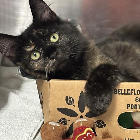 Baby S, ADOPTABLE, Young Female Tortoiseshell.