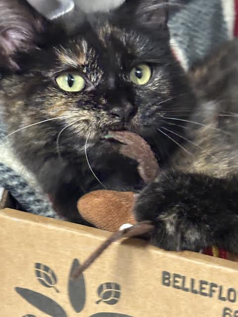Baby S, a ADOPTABLE Tortoiseshell in Marblehead, MA image 3/3