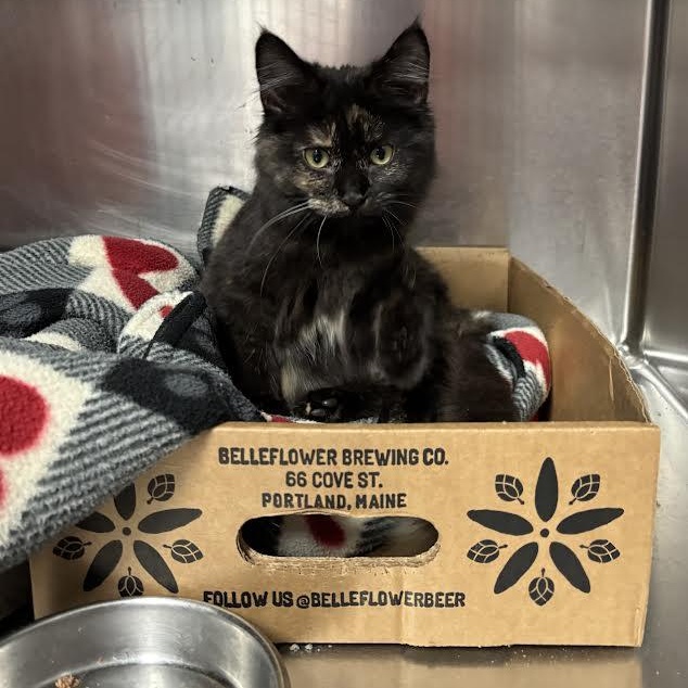 Baby S, a ADOPTABLE Tortoiseshell in Marblehead, MA image 2/3