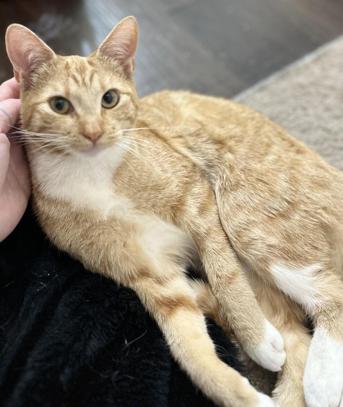 Pancake — thumbnail 2