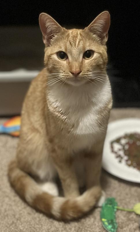 Pancake — thumbnail 3