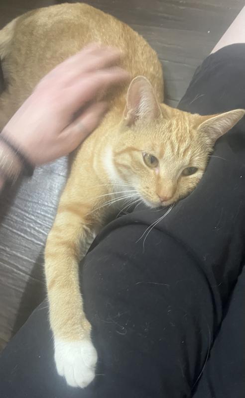 Pancake — thumbnail 4