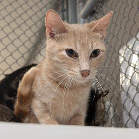 Hazelton, Adoptable, Adult Female Domestic Short Hair.