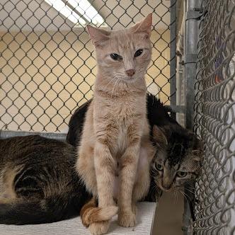Enlarge Hazelton, a Adoptable Domestic Short Hair in Birdsboro, PA image 2/2