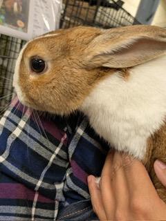 Honeydew, a Adoptable Dutch image 3/6