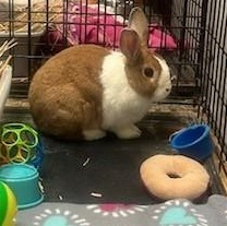 Honeydew, a Adoptable Dutch image 4/6