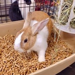 Honeydew, a Adoptable Dutch image 2/6