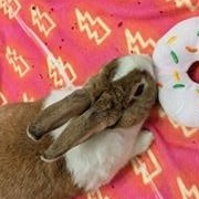 Honeydew, a Adoptable Dutch image 1/6