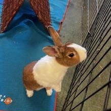 Honeydew, a Adoptable Dutch image 6/6