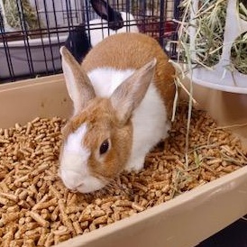 Honeydew, a Adoptable Dutch image 5/6