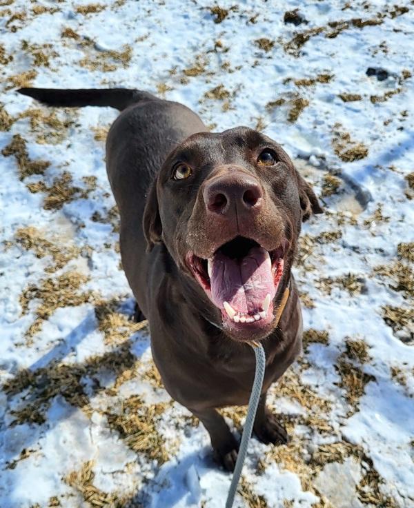 Enlarge Amara 45813, a Adoptable mixed breed in Pocatello, ID image 3/4