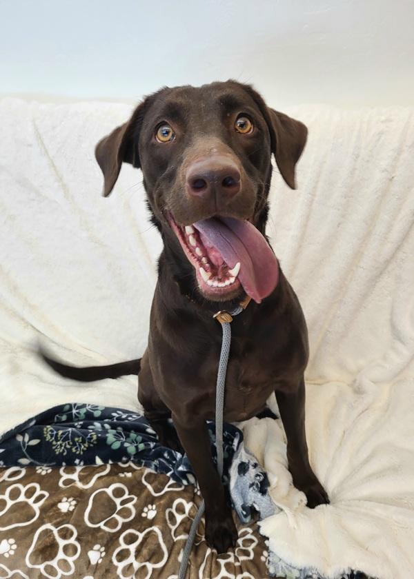 Enlarge Amara 45813, a Adoptable mixed breed in Pocatello, ID image 4/4