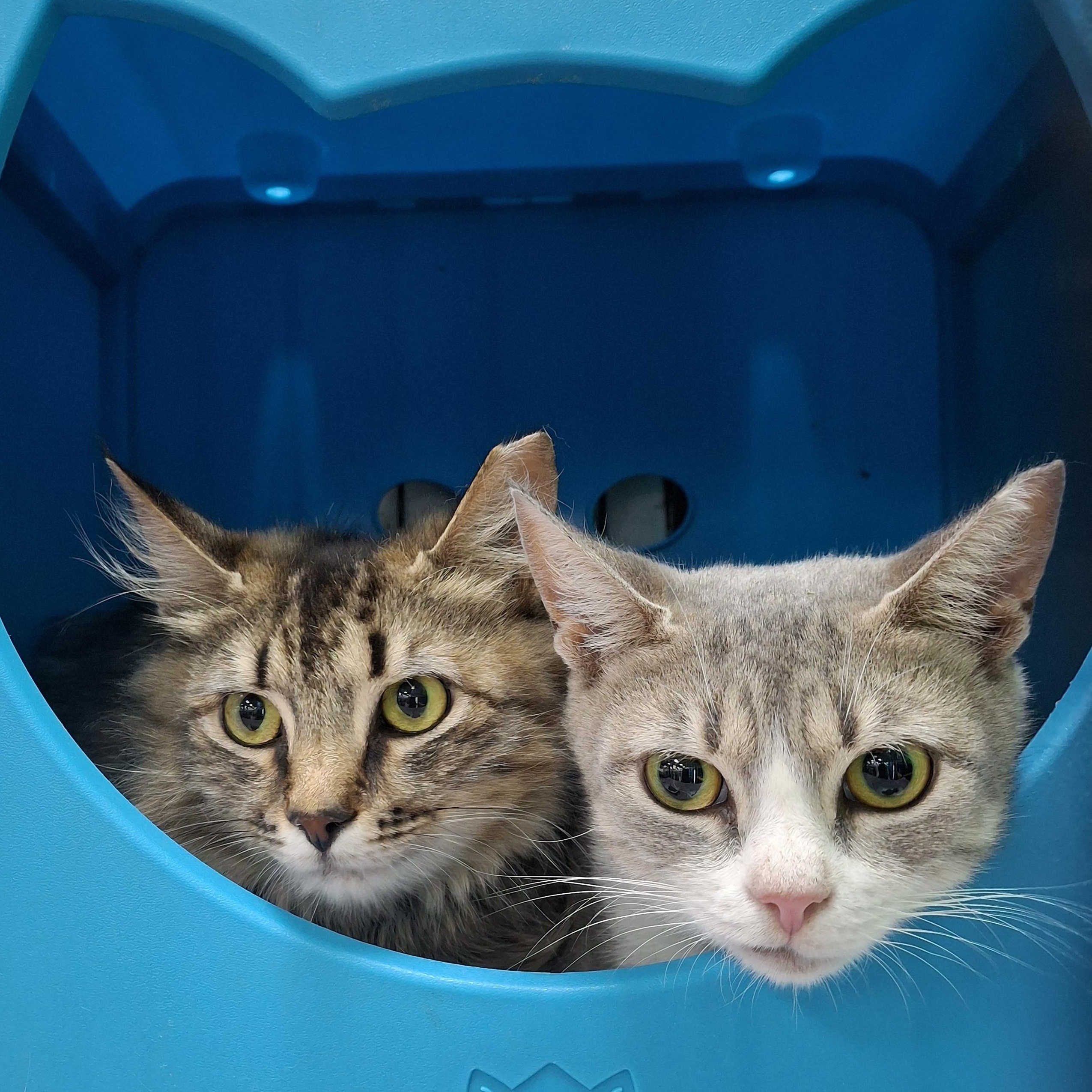 Palace and India, a Adoptable Domestic Medium Hair in Bear, DE image 6/6