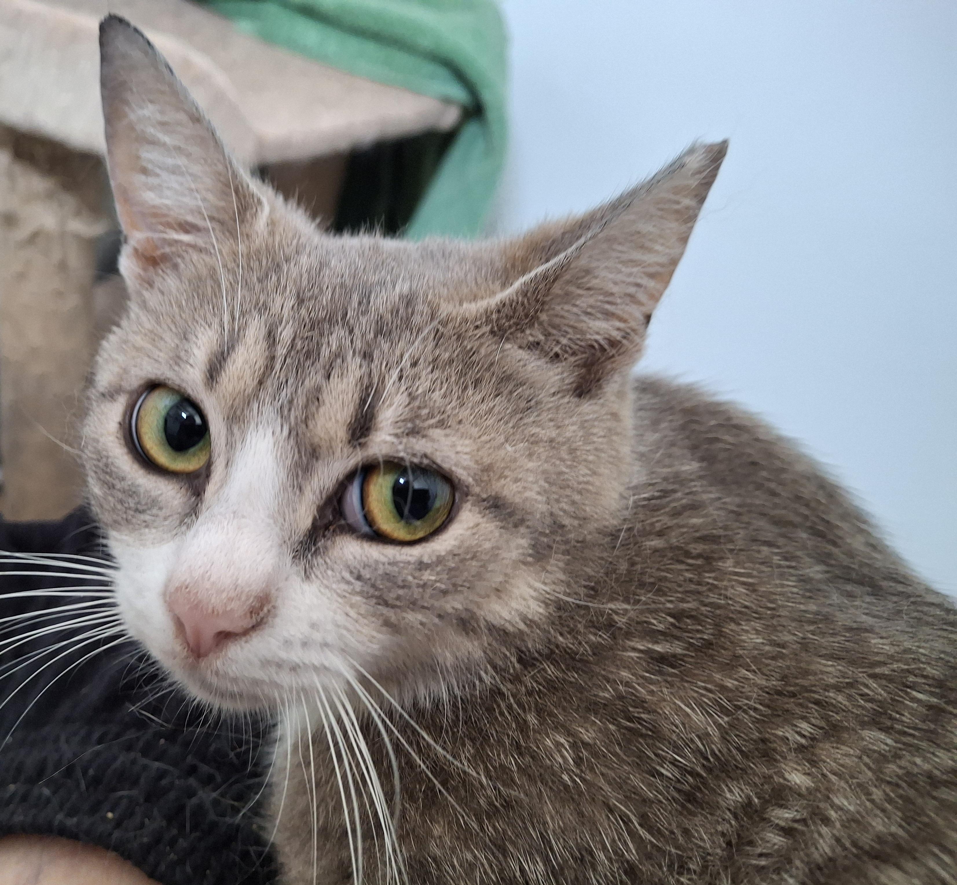 Palace and India, Adoptable, Adult Female Domestic Medium Hair.