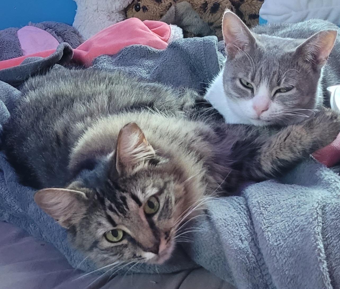 Palace And India thumbnail 3