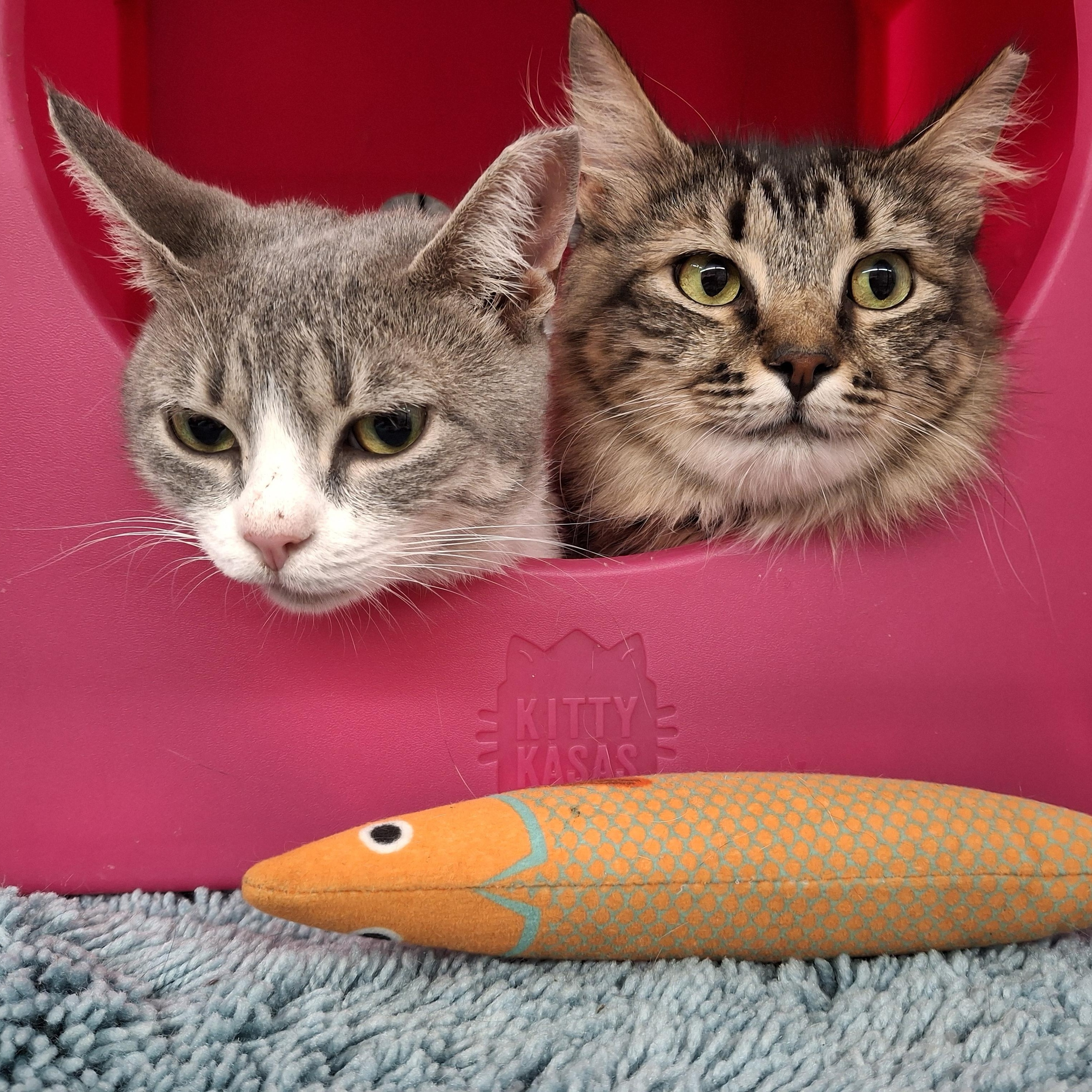 Palace And India thumbnail 6