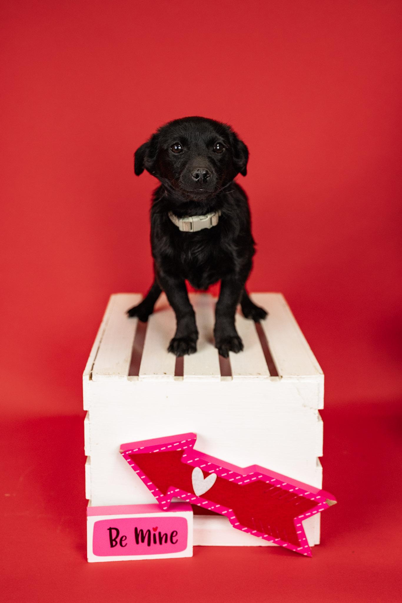 Enlarge 25-26 Bean, a ADOPTABLE mixed breed in Brighton, CO image 1/1