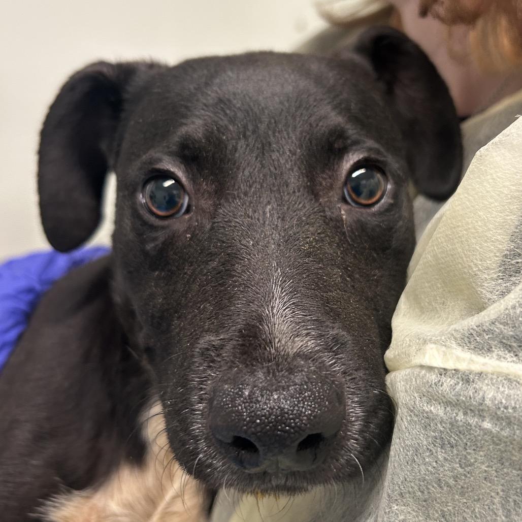 Peter, Adoptable, Puppy Male Mixed Breed.