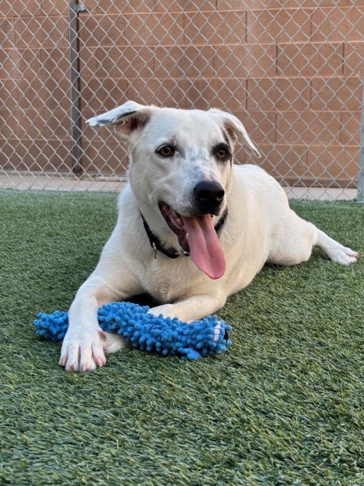 Sky, Adoptable, Young Male Labrador Retriever.