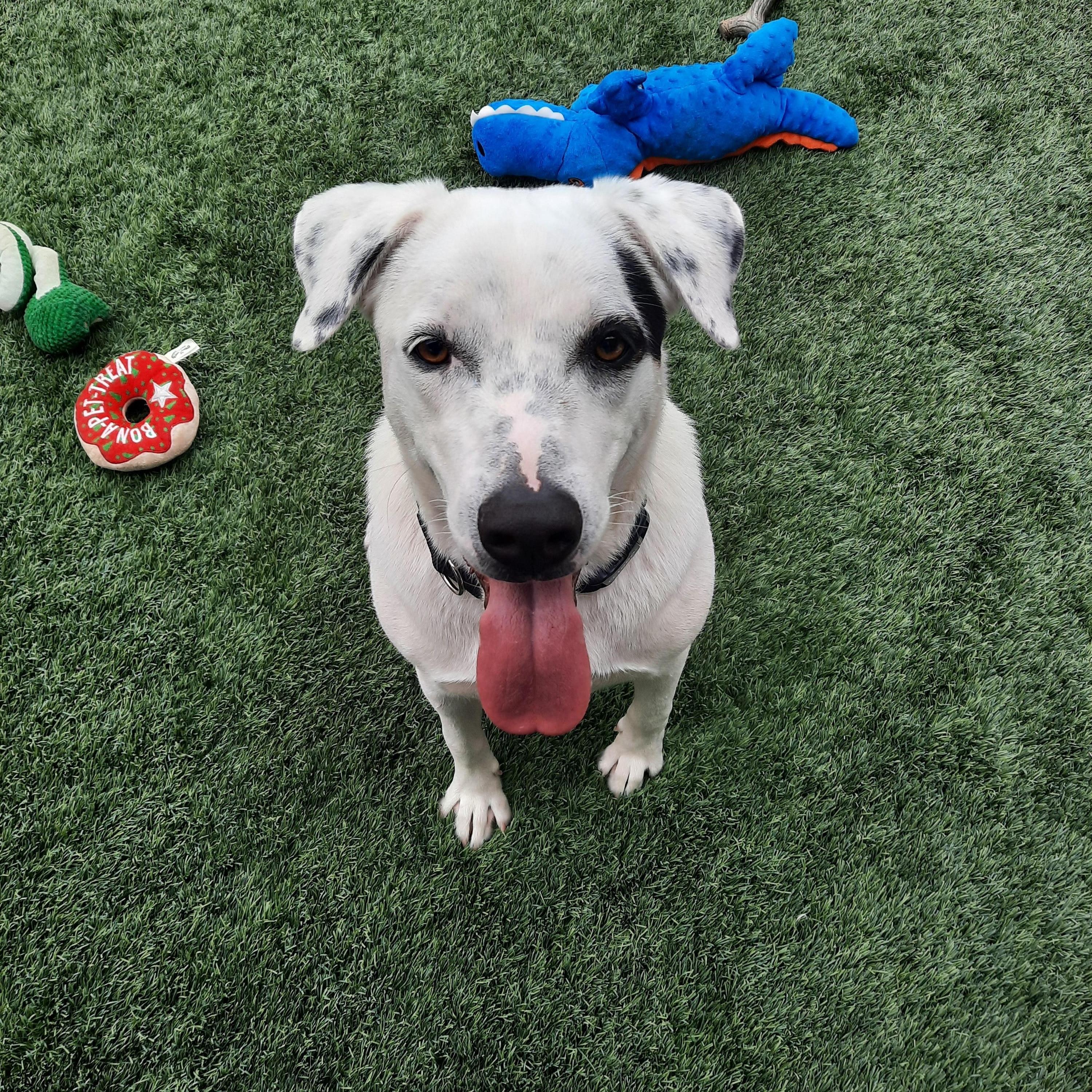 Enlarge Sky, a Adoptable mixed breed in Mesquite, NV image 2/3