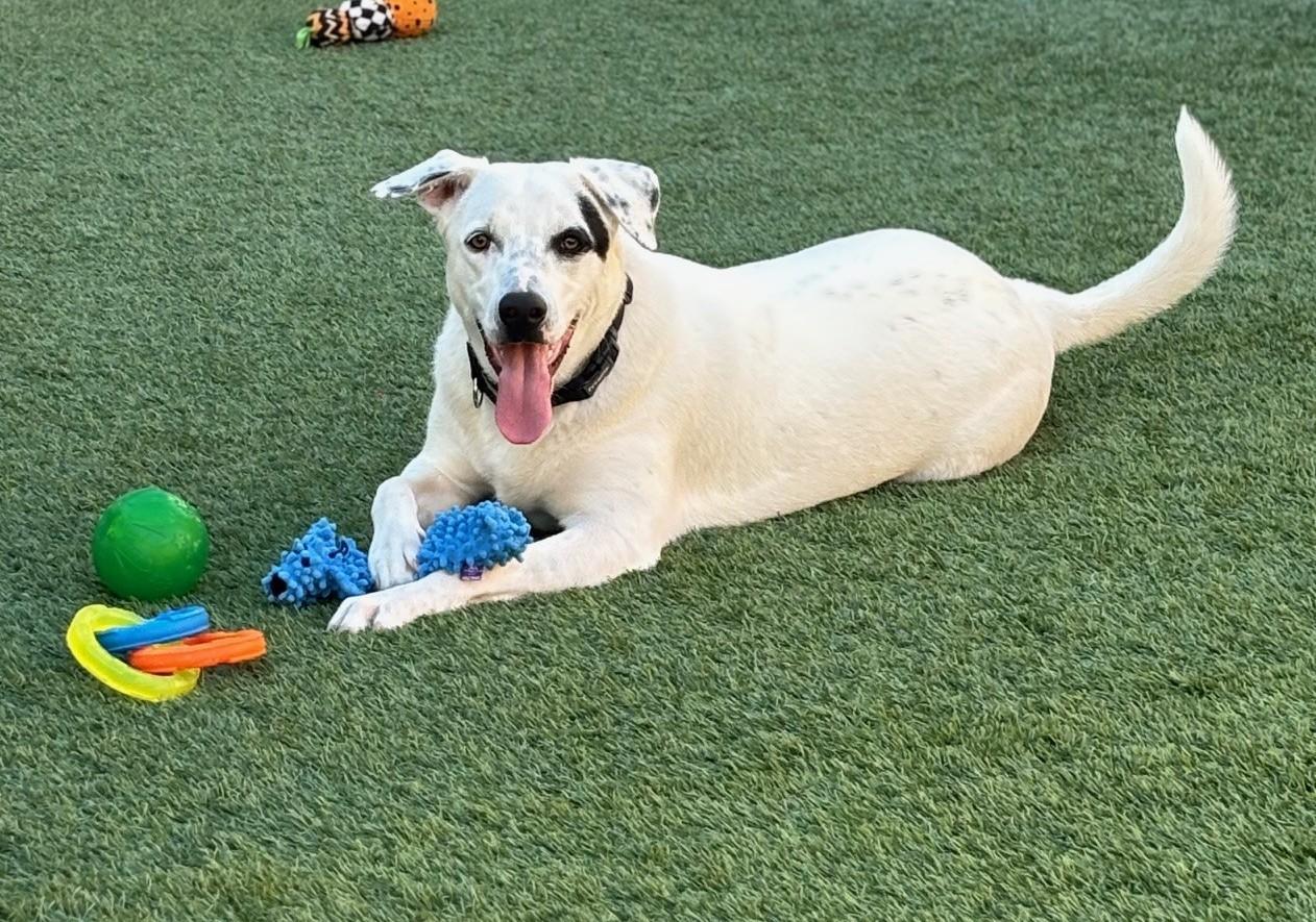 Enlarge Sky, a Adoptable mixed breed in Mesquite, NV image 3/3