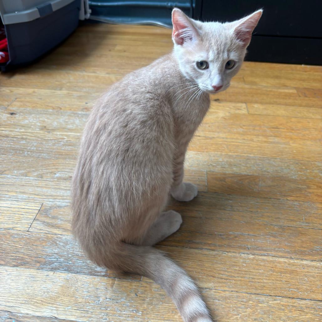 Enlarge Sam, an adopted Domestic Short Hair in Stokesdale, NC image 3/3