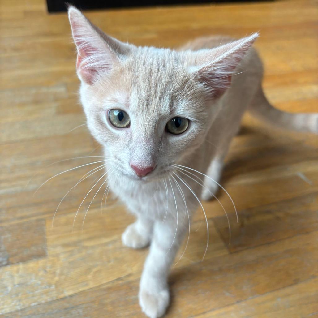 Enlarge Sam, an adopted Domestic Short Hair in Stokesdale, NC image 2/3