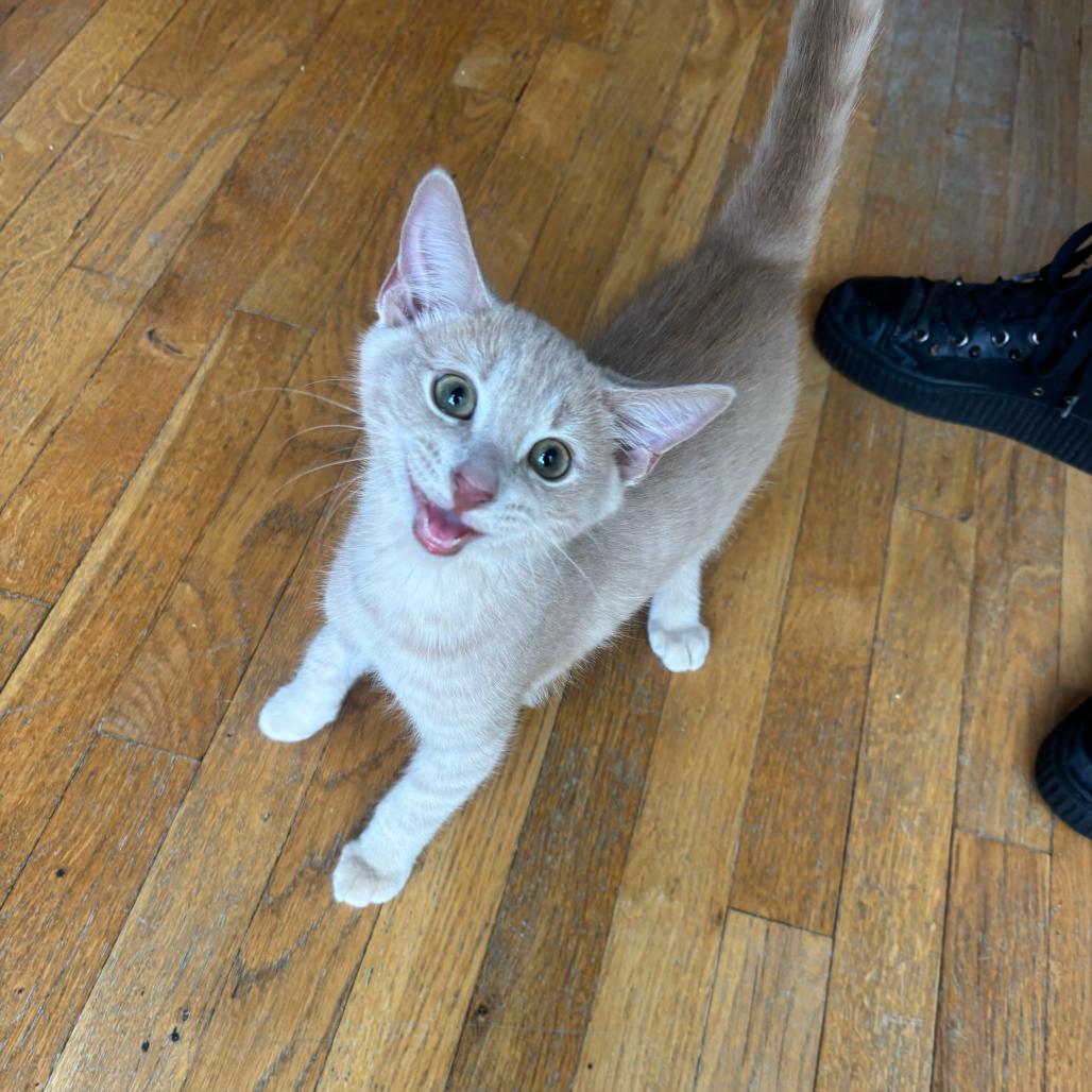 Sam, adopted, Young Male Domestic Short Hair.