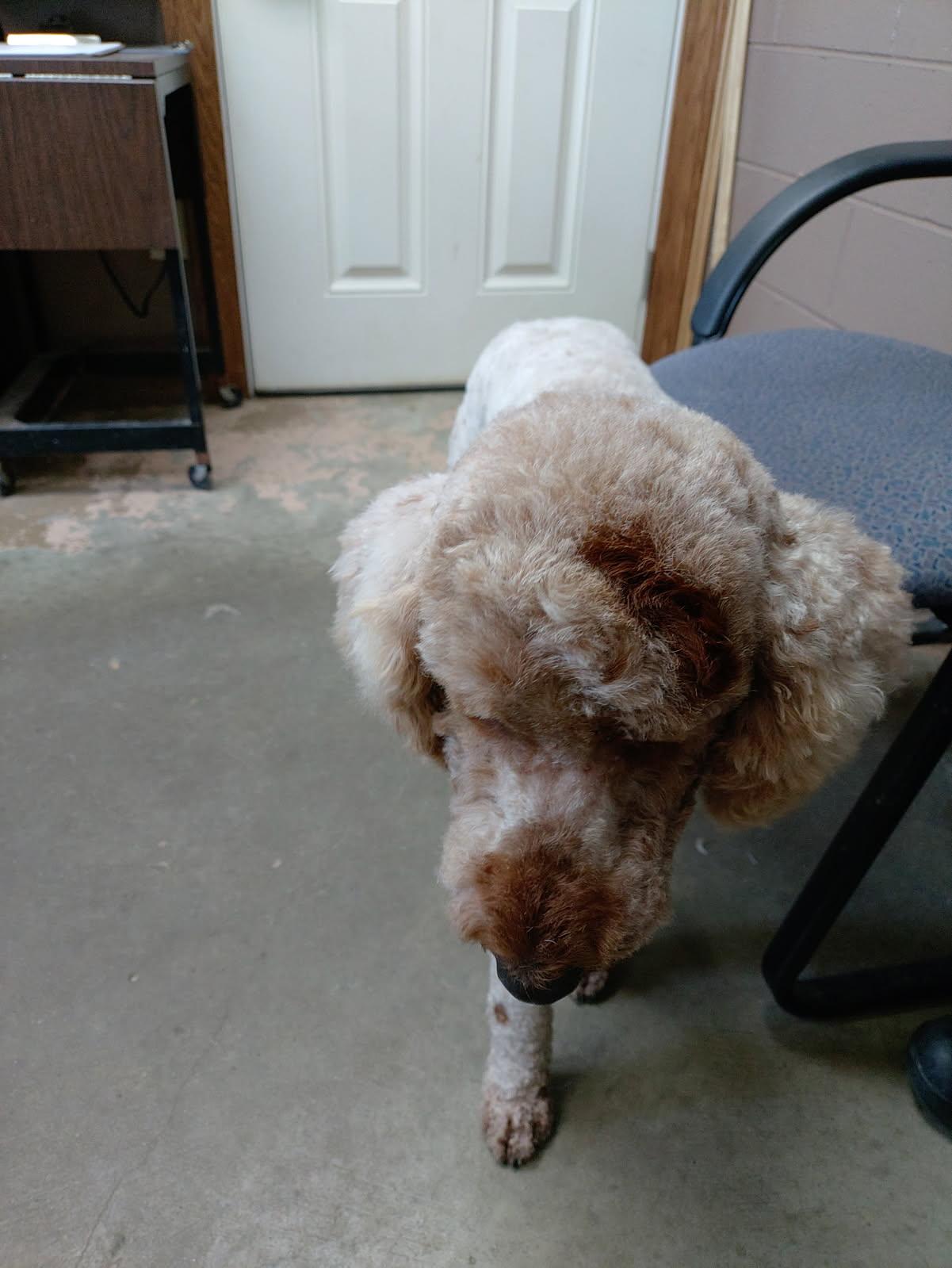 Enlarge 26-051, an adopted mixed breed in Carrollton, OH image 3/5