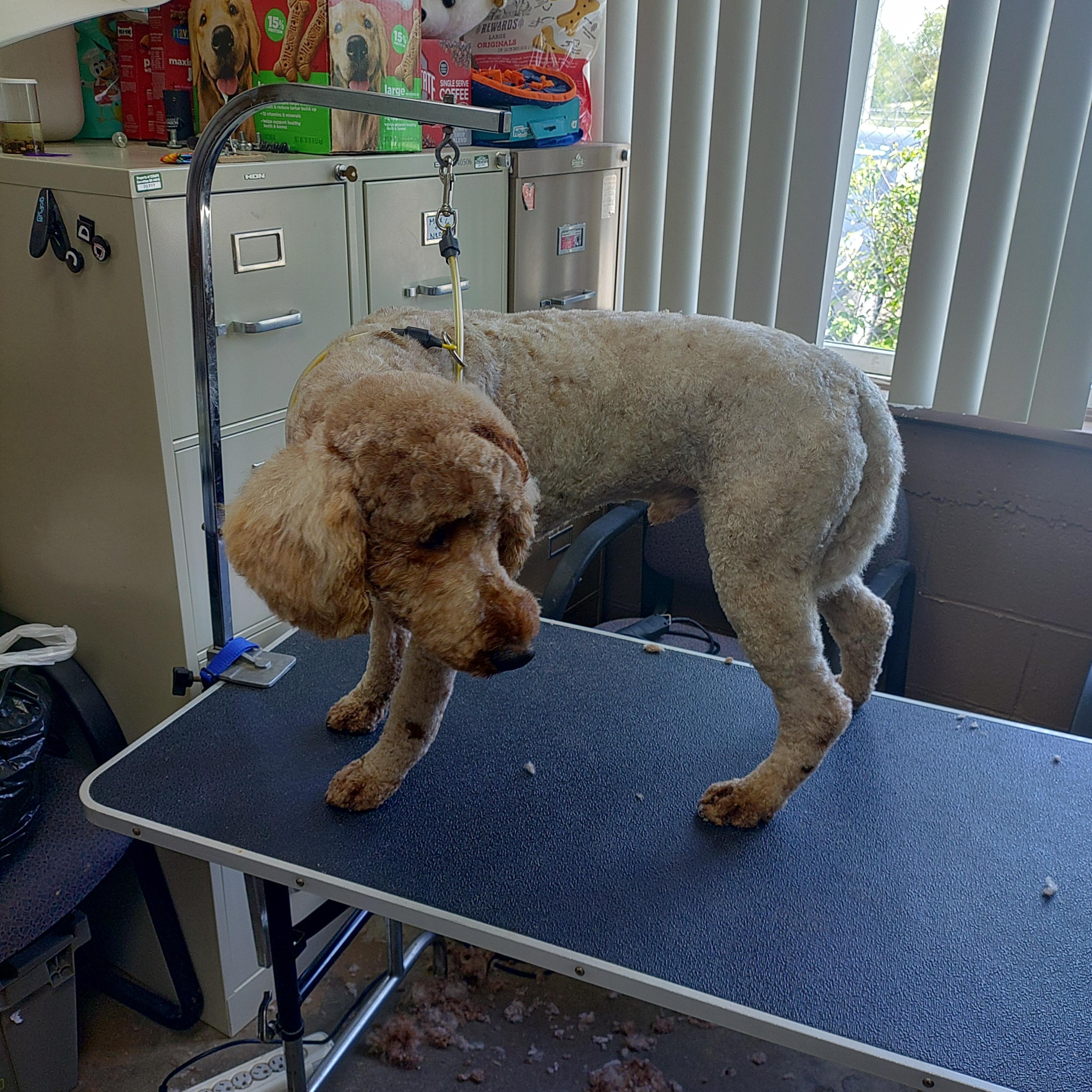 Enlarge 26-051, an adopted mixed breed in Carrollton, OH image 4/5