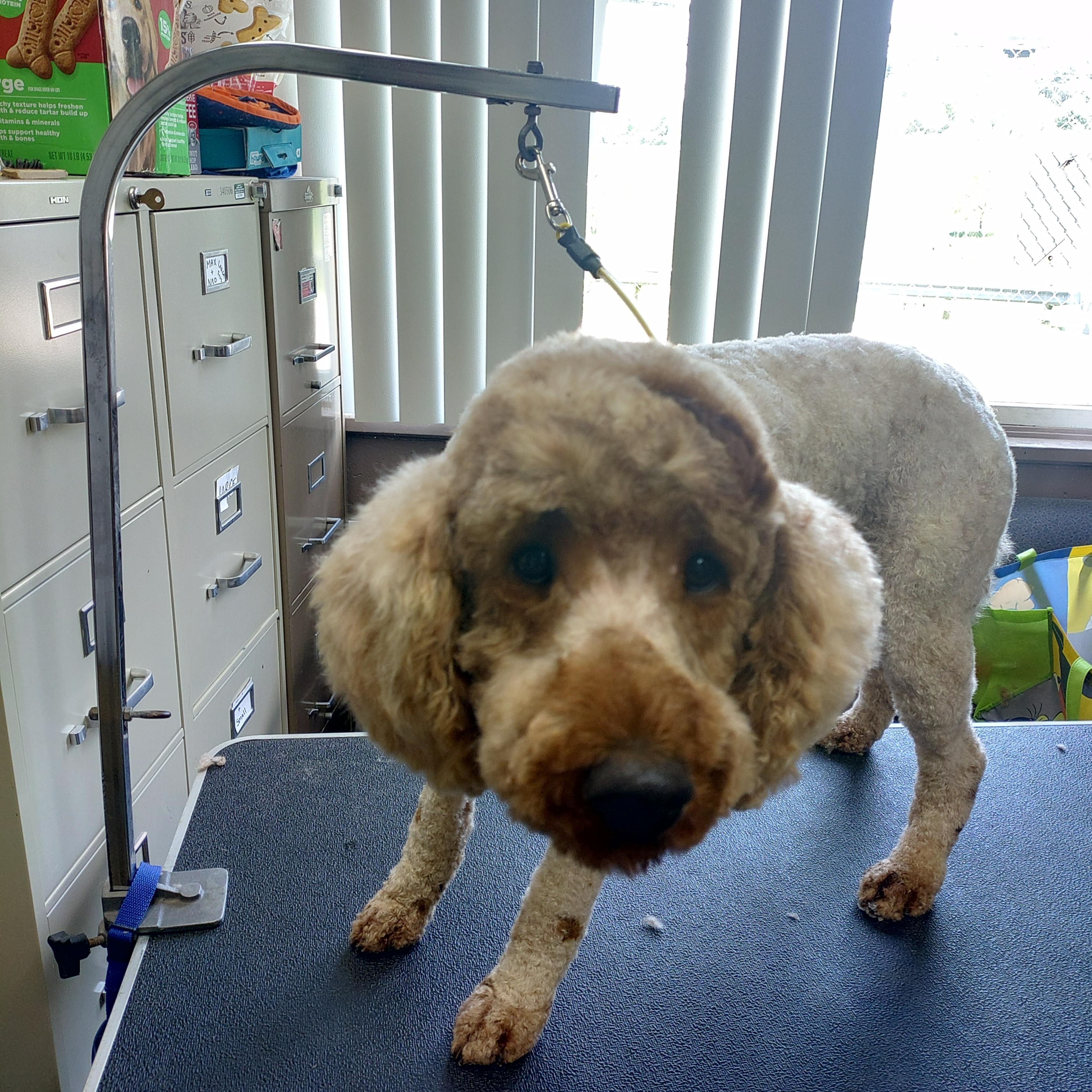 26-051, ADOPTABLE, Young Male Standard Poodle.