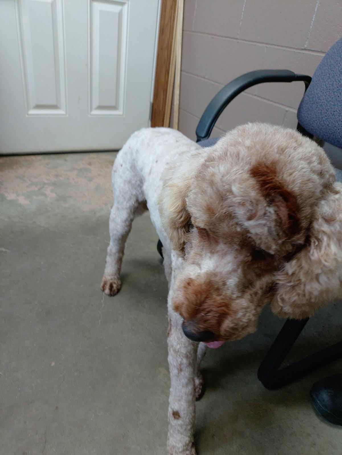 Enlarge 26-051, an adopted mixed breed in Carrollton, OH image 5/5