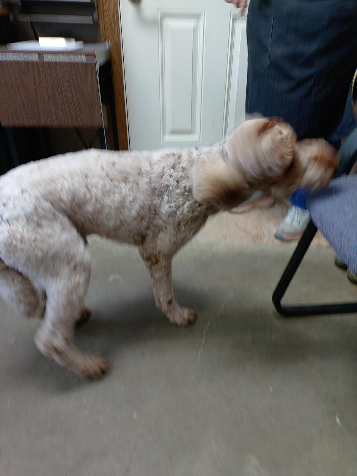 Enlarge 26-051, an adopted mixed breed in Carrollton, OH image 2/5