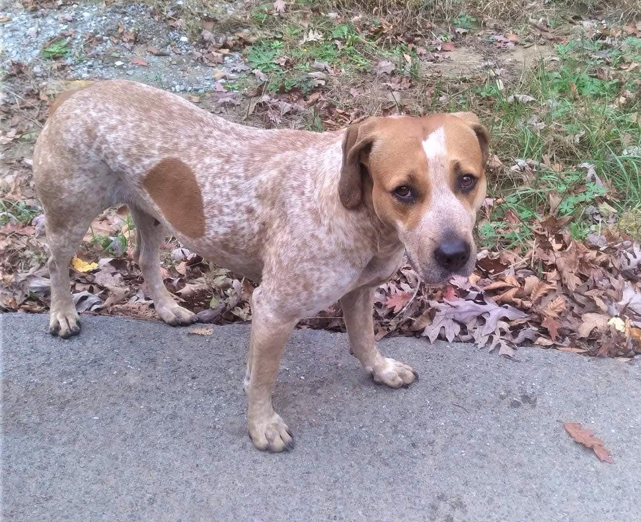 Enlarge DOLLY, a Adoptable Hound in Caribou, ME image 6/6