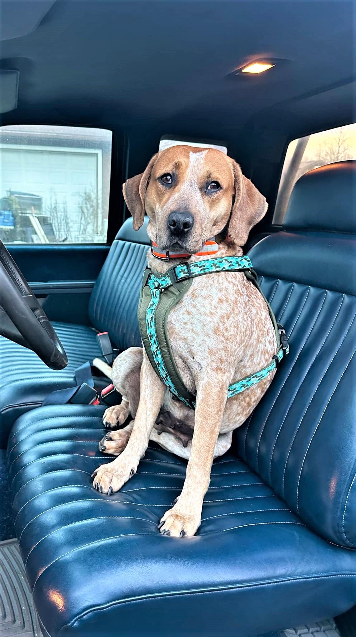 Enlarge DOLLY, a Adoptable Hound in Caribou, ME image 2/6