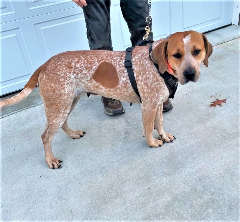 Enlarge DOLLY, a Adoptable Hound in Caribou, ME image 3/6