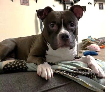 Enlarge Boomer, an adopted mixed breed in Westwood, NJ image 1/6