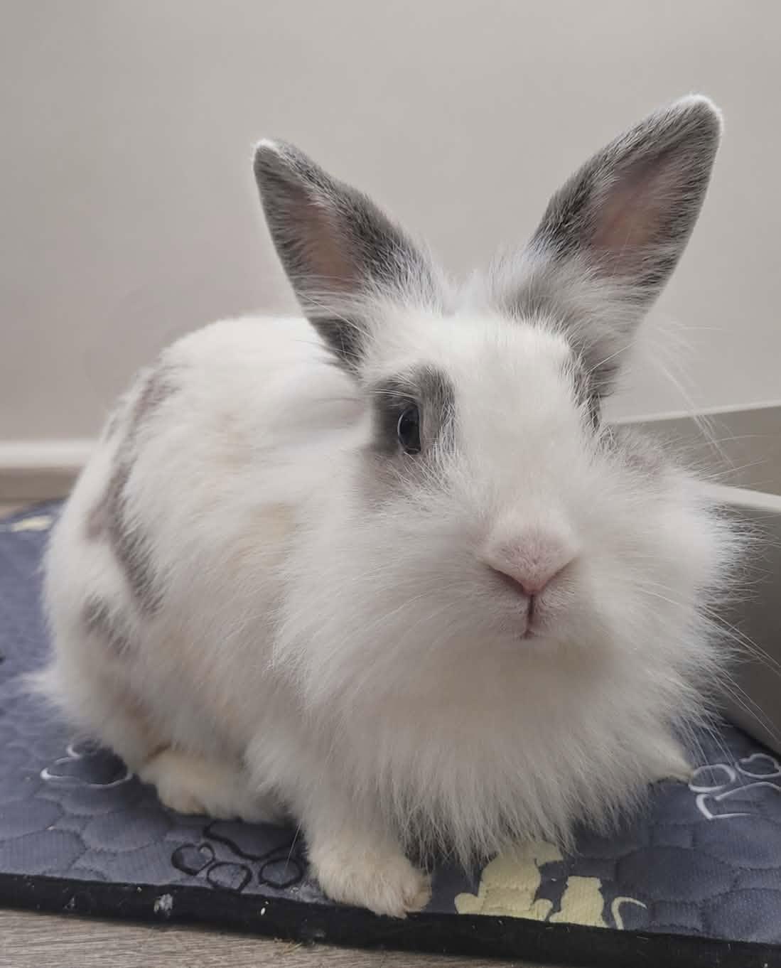Bunbun, Adoptable, Adult Female Lionhead.