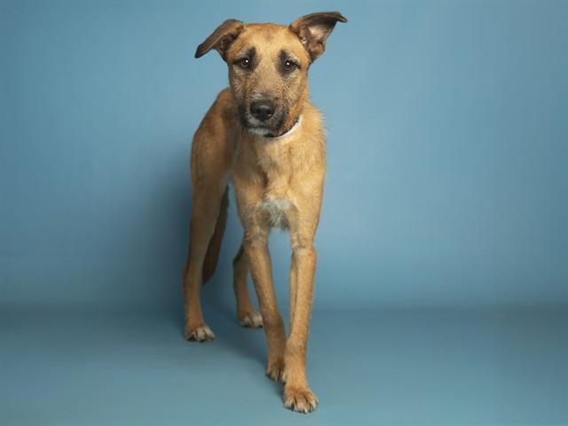 ELLIOT, Adoptable, Young Male Belgian Shepherd / Malinois & Poodle.