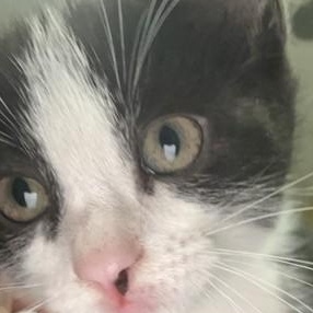 Adidas, Adopted, Kitten Male Domestic Long Hair.