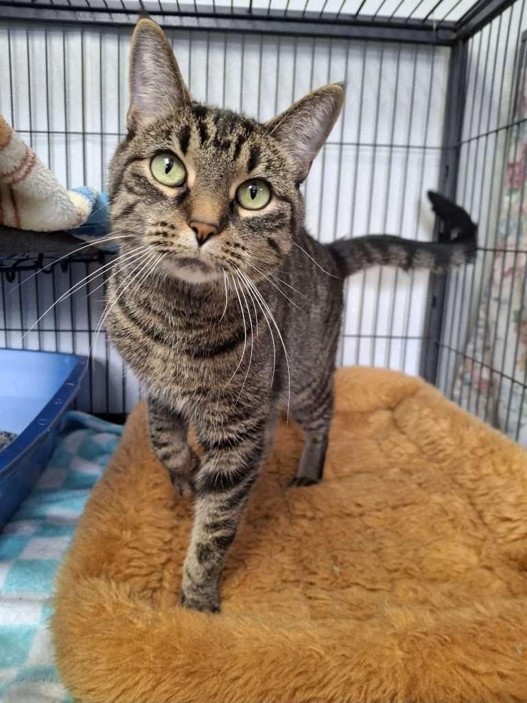 EVEE, a Adoptable Tabby in Ironwood, MI image 1/3