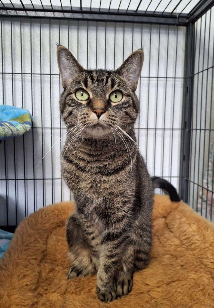 EVEE, Adoptable, Senior Female Tabby.