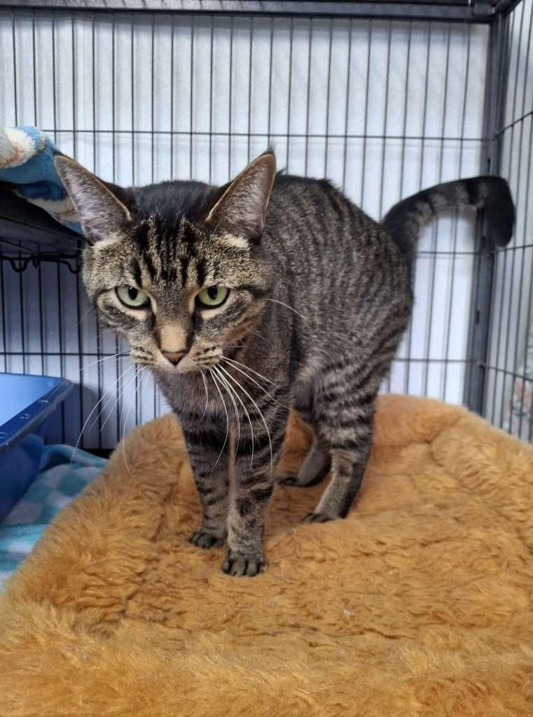 EVEE, a Adoptable Tabby in Ironwood, MI image 3/3