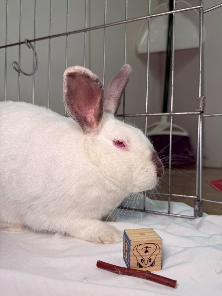 Gracie, Adoptable, Young Female Californian.
