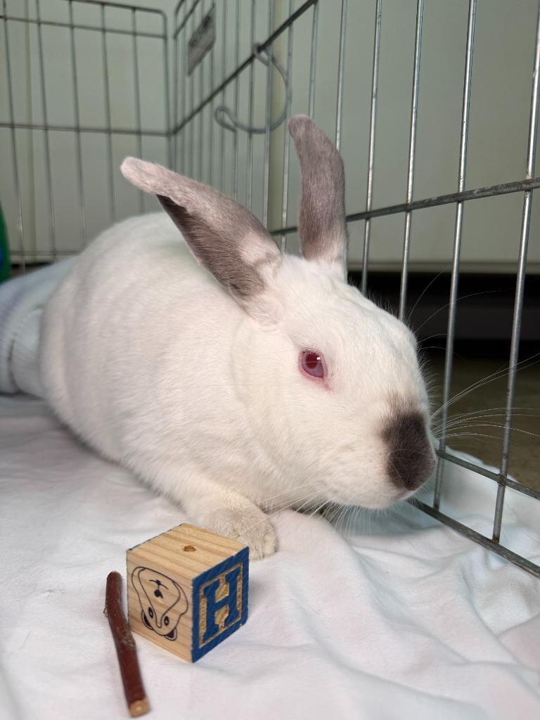 Gracie, a Adoptable Californian in Pflugerville, TX image 2/5