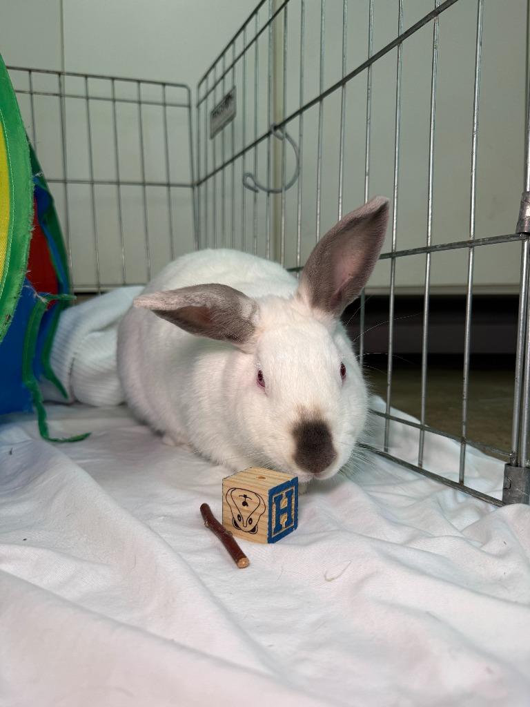 Gracie, a Adoptable Californian in Pflugerville, TX image 3/5