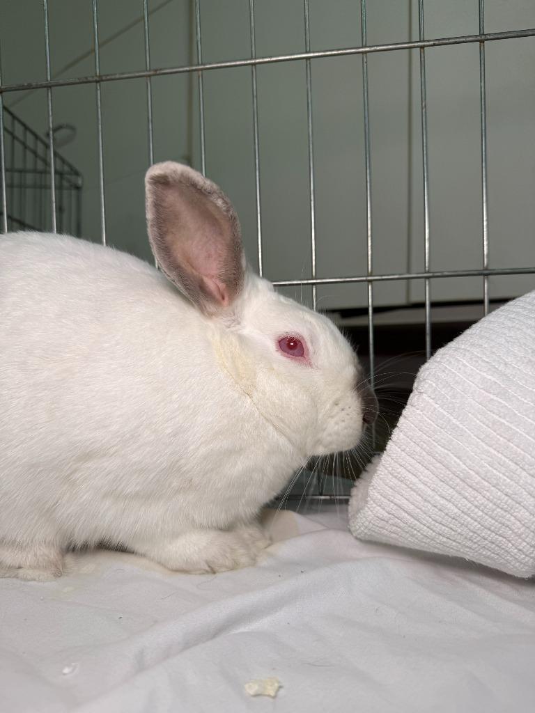 Gracie, a Adoptable Californian in Pflugerville, TX image 4/5