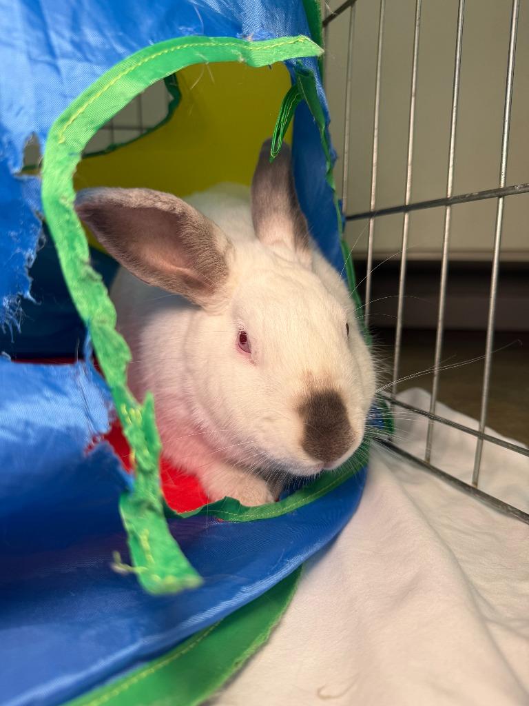 Gracie, a Adoptable Californian in Pflugerville, TX image 5/5