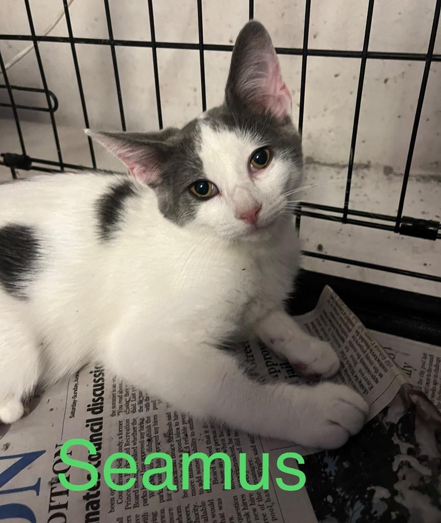 Seamus, Adoptable, Kitten Male Domestic Short Hair.