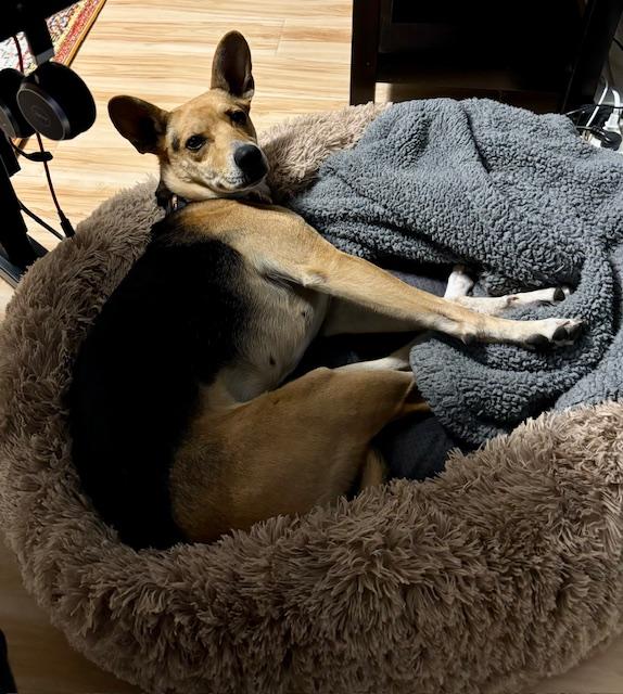 Alani, a Adoptable mixed breed in Indianapolis, IN image 5/6